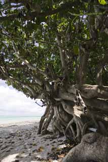 photo, la matière, libre, aménage, décrivez, photo de la réserve,Un arbre de pays du sud, Patience, cortex, L'aboiement, 