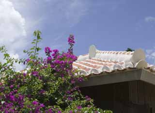 photo, la matière, libre, aménage, décrivez, photo de la réserve,Un bougainvillaea et un toit, toit, Le plâtre, carreau, 