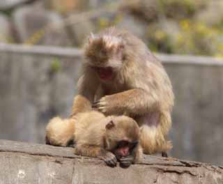 photo, la matière, libre, aménage, décrivez, photo de la réserve,Panser d'un singe, singe, Japonais s'amuse, , 