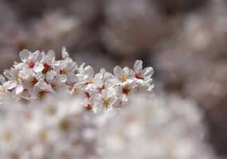 photo, la matière, libre, aménage, décrivez, photo de la réserve,Arbre de la cerise fleur pleine, arbre de la cerise, , , Arbre de cerise Yoshino