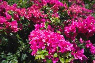 photo, la matière, libre, aménage, décrivez, photo de la réserve,Un bougainvillaea, bougainvillaea, pétale, Tropique, pays du sud