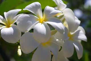 photo, la matière, libre, aménage, décrivez, photo de la réserve,Luminosité d'un frangipani, frangipani, bouquet, Jaune, pays du sud