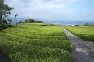 photo, la matière, libre, aménage, décrivez, photo de la réserve,Une plantation du thé de Nihondaira, Thé, plantation du thé, sillon, thé-feuille