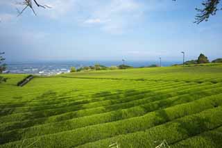 photo, la matière, libre, aménage, décrivez, photo de la réserve,Une plantation du thé de Nihondaira, Thé, plantation du thé, sillon, thé-feuille