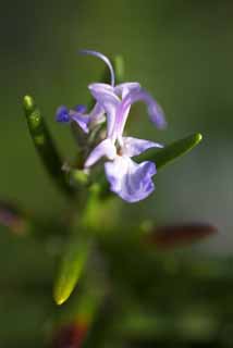 photo, la matière, libre, aménage, décrivez, photo de la réserve,Une fleur d'un romarin, romarin, Herb, Cuire, 