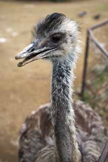 photo, la matière, libre, aménage, décrivez, photo de la réserve,Je suis rare, Je suis rare, Une autruche, oiseau, 