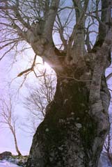 photo, la matière, libre, aménage, décrivez, photo de la réserve,Vieil arbre, neige, montagne, arbre, 