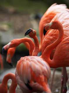 photo, la matière, libre, aménage, décrivez, photo de la réserve,Une forêt d'UN flamants rose, , flamant rose, Rose, 