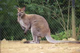 photo, la matière, libre, aménage, décrivez, photo de la réserve,Un kangourou noir, , kangourou, Australie, 