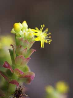 photo, la matière, libre, aménage, décrivez, photo de la réserve,Une fleur jaune d'un cactus, , cactus, , 