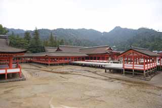 photo, la matière, libre, aménage, décrivez, photo de la réserve,Un temple principal de Temple Itsukushima-jinja, L'héritage culturel de Monde, temple principal, Temple shintoïste, Je suis rouge du cinabre