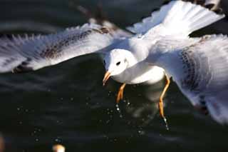 photo, la matière, libre, aménage, décrivez, photo de la réserve,Partir d'eau, aile, , mouette, plume