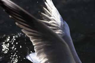 photo, la matière, libre, aménage, décrivez, photo de la réserve,Un moment d'un battement, aile, , mouette, plume