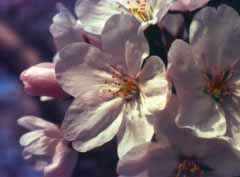 photo, la matière, libre, aménage, décrivez, photo de la réserve,Culmination de fleurs de la cerise, fleur de la cerise, rose, , 