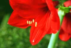 photo, la matière, libre, aménage, décrivez, photo de la réserve,Leurrant cramoisi, amaryllis, rouge, , 