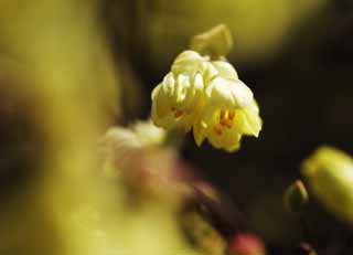 photo, la matière, libre, aménage, décrivez, photo de la réserve,Panciflora Corylopsis, , Panciflora Corylopsis, Jaune, Dans le printemps