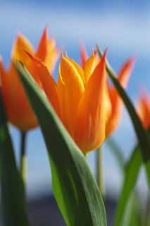 photo, la matière, libre, aménage, décrivez, photo de la réserve,Un cinabre tulipe rouge, , tulipe, pétale, Dans le printemps