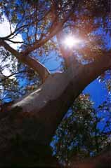 photo, la matière, libre, aménage, décrivez, photo de la réserve,Été de couleur de l'eucalyptus, branche, ciel bleu, soleil, 