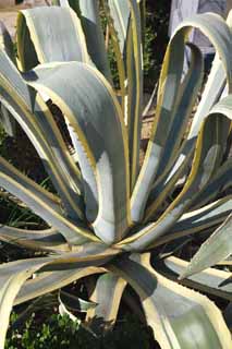 photo, la matière, libre, aménage, décrivez, photo de la réserve,Un agave, , cactus, Mescal, plante d'intérieur