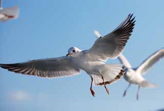 photo, la matière, libre, aménage, décrivez, photo de la réserve,Glisser d'une mouette, mouette, , , aile