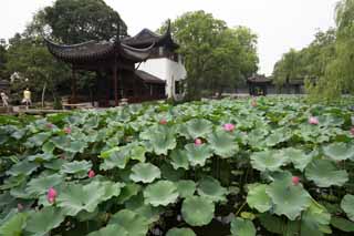 photo, la matière, libre, aménage, décrivez, photo de la réserve,Hasuike de Zhuozhengyuan, étang, lotus, , jardin