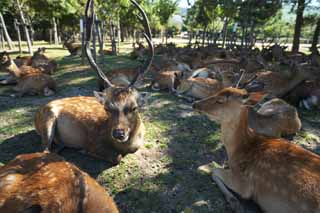 photo, la matière, libre, aménage, décrivez, photo de la réserve,Un cerf de Nara, , cerf, , coin