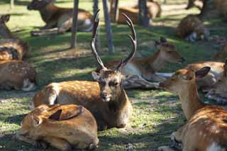 photo, la matière, libre, aménage, décrivez, photo de la réserve,Un cerf de Nara, , cerf, , coin