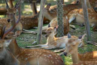 photo, la matière, libre, aménage, décrivez, photo de la réserve,Un cerf de Nara, , cerf, , Bambi