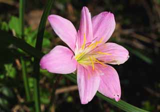 photo, la matière, libre, aménage, décrivez, photo de la réserve,Une fleur rose, Rose, pétale, étamine, fleur sauvage