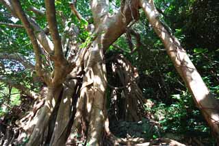 photo, la matière, libre, aménage, décrivez, photo de la réserve,Le grand arbre de l'arbre du banyan, arbre du banyan, .., arbre énorme, arbre