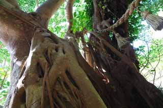 photo, la matière, libre, aménage, décrivez, photo de la réserve,Le grand arbre de l'arbre du banyan, arbre du banyan, .., arbre énorme, arbre