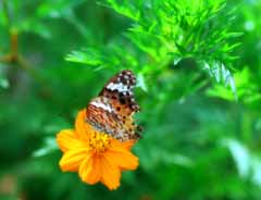 photo, la matière, libre, aménage, décrivez, photo de la réserve,Le monde de papillon, papillon, permission, , 