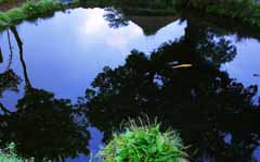 photo, la matière, libre, aménage, décrivez, photo de la réserve,Miroir-encore étang, étang, eau, poisson, 