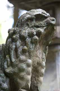 photo, la matière, libre, aménage, décrivez, photo de la réserve,Kompira-san paire de Temple de chiens du gardien de pierre, Temple shintoïste temple bouddhiste, paire de chiens du gardien de pierre, chef, Shintoïsme