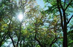 photo, la matière, libre, aménage, décrivez, photo de la réserve,Automne tranquille dans un bois, vert, branche, , 