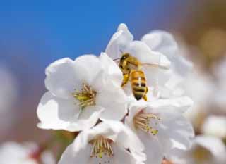 photo, la matière, libre, aménage, décrivez, photo de la réserve,Printemps Bee, Sakura, , Cerise, Abeilles