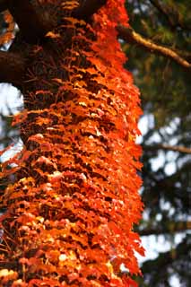 photo, la matière, libre, aménage, décrivez, photo de la réserve,Red Ivy, Lierre, , , Rouge