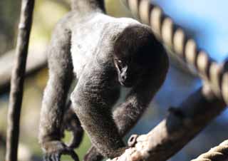 photo, la matière, libre, aménage, décrivez, photo de la réserve,Commune singe laineux, Curieux, Singes, Singe, Cebidae