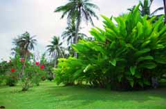 photo, la matière, libre, aménage, décrivez, photo de la réserve,Jardin tropique, arbre, gazon, , 