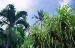 photo, la matière, libre, aménage, décrivez, photo de la réserve,Intervalle ensoleillé dans une jungle, arbre, vert, ciel bleu, 