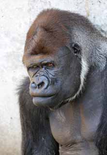 photo, la matière, libre, aménage, décrivez, photo de la réserve,Gorille, Ils GORI, Gorille, Hominid, Silverback