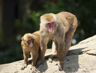 photo, la matière, libre, aménage, décrivez, photo de la réserve,Parent-singe, Curieux, Singes, Singe de la neige, Singe