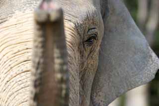 photo, la matière, libre, aménage, décrivez, photo de la réserve,Éléphant d'Asie, L'éléphant, Éléphant, , Long nez