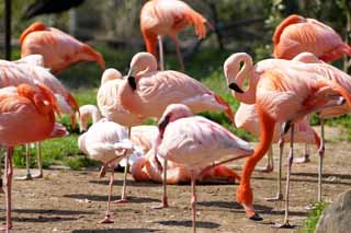 photo, la matière, libre, aménage, décrivez, photo de la réserve,Un flamant rose, Flamant rose, Une jambe, Salez le lac, Pourpre