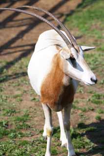 photo, la matière, libre, aménage, décrivez, photo de la réserve,Oryx Scimitar, Orix, Paissant animal, Tsunoda, Antilope