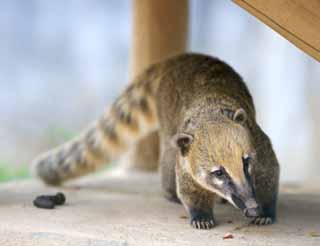 photo, la matière, libre, aménage, décrivez, photo de la réserve,Nasua nasua, Raton, Le nez de l'ours, Coati, Queue coulante