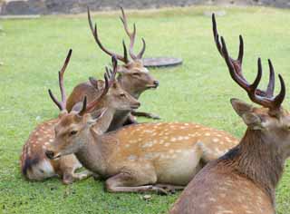 photo, la matière, libre, aménage, décrivez, photo de la réserve,Un cerf de Nara, , cerf, , corne