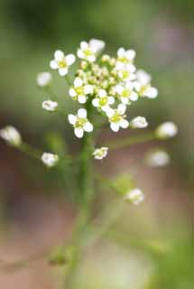 photo, la matière, libre, aménage, décrivez, photo de la réserve,La bourse d'un berger, , fleur du printemps, parc, fleuron