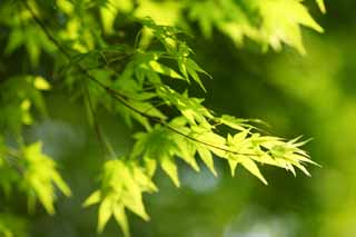 photo, la matière, libre, aménage, décrivez, photo de la réserve,La jeune permission de l'érable, Le vert frais, Green, jeune permission, Feuilles colorées