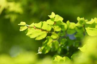 photo, la matière, libre, aménage, décrivez, photo de la réserve,Verdure, Le vert frais, Green, jeune permission, bourgeon